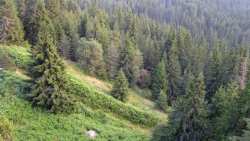 &Eta; &delta;&epsilon;&nu;&tau;&rho;&omicron;&phi;ύ&tau;&epsilon;&upsilon;&sigma;&eta; &kappa;&alpha;&iota; &tau;&alpha; &omicron;&phi;έ&lambda;&eta; &sigma;&tau;&eta;&nu; &upsilon;&gamma;&epsilon;ί&alpha;