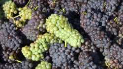 &Upsilon;&pi;&omicron;&beta;&omicron;&lambda;ή &Delta;&eta;&lambda;ώ&sigma;&epsilon;&omega;&nu; &Sigma;&upsilon;&gamma;&kappa;&omicron;&mu;&iota;&delta;ή&sigmaf; &Sigma;&tau;&alpha;&phi;&upsilon;&lambda;&iota;ώ&nu; &Omicron;&iota;&nu;&omicron;&pi;&omicron;&iota;ή&sigma;&iota;&mu;&omega;&nu; &Pi;&omicron;&iota;&kappa;&iota;&lambda;&iota;ώ&nu; &Alpha;&mu;&pi;έ&lambda;&omicron;&upsilon; &gamma;&iota;&alpha; &tau;&omicron; έ&tau;&omicron;&sigmaf; 2025