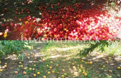 &Rho;&omicron;&delta;ά&kappa;&iota;&nu;&alpha;-&Beta;&rho;&omicron;&chi;&omicron;&pi;&tau;ώ&sigma;&epsilon;&iota;&sigmaf; : "&Sigma;&iota;&gamma;ή &iota;&chi;&theta;ύ&omicron;&sigmaf;" &alpha;&pi;ό &tau;&omicron;&nu; &kappa;. &Gamma;&epsilon;&omega;&rho;&gamma;&alpha;&nu;&tau;ά - &Alpha;&nu;ά&sigma;&tau;&alpha;&tau;&omicron;&iota; &omicron;&iota; &pi;&alpha;&rho;&alpha;&gamma;&omega;&gamma;&omicron;ί &phi;&omicron;&beta;&omicron;ύ&nu;&tau;&alpha;&iota; &nu;έ&omicron; &epsilon;&mu;&pi;&alpha;&iota;&gamma;&mu;ό (&Beta;ί&nu;&tau;&epsilon;&omicron;)