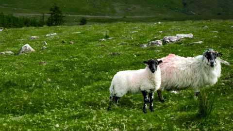 &Upsilon;&Pi;&Alpha;&Alpha;&Tau;: &Delta;&iota;&epsilon;ύ&rho;&upsilon;&nu;&sigma;&eta; &tau;&eta;&sigmaf; &kappa;ά&lambda;&upsilon;&psi;&eta;&sigmaf; &lambda;&epsilon;&iota;&tau;&omicron;&upsilon;&rho;&gamma;&iota;&kappa;ώ&nu; &delta;&alpha;&pi;&alpha;&nu;ώ&nu; &kappa;&alpha;&tau;ά &tau;&eta;&sigmaf; &epsilon;&upsilon;&lambda;&omicron;&gamma;&iota;ά&sigmaf; &kappa;&alpha;&iota; &tau;&omicron;&upsilon; &alpha;&phi;&theta;ώ&delta;&omicron;&upsilon;&sigmaf; &pi;&upsilon;&rho;&epsilon;&tau;&omicron;ύ &sigma;&epsilon; ό&lambda;&epsilon;&sigmaf; &tau;&iota;&sigmaf; &Pi;&epsilon;&rho;&iota;&phi;έ&rho;&epsilon;&iota;&epsilon;&sigmaf; &tau;&eta;&sigmaf; &chi;ώ&rho;&alpha;&sigmaf;