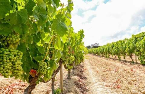 &Sigma;&upsilon;&mu;&pi;&lambda;ή&rho;&omega;&sigma;&eta; &kappa;&alpha;&iota; &upsilon;&pi;&omicron;&beta;&omicron;&lambda;ή &Delta;&Eta;&Lambda;&Omega;&Sigma;&Epsilon;&Omega;&Nu; &Sigma;&Upsilon;&Gamma;&Kappa;&Omicron;&Mu;&Iota;&Delta;&Eta;&Sigma; &sigma;&tau;&alpha;&phi;&upsilon;&lambda;&iota;ώ&nu; &omicron;&iota;&nu;&omicron;&pi;&omicron;&iota;ή&sigma;&iota;&mu;&omega;&nu; &pi;&omicron;&iota;&kappa;&iota;&lambda;&iota;ώ&nu; &alpha;&mu;&pi;έ&lambda;&omicron;&upsilon; &gamma;&iota;&alpha; &tau;&omicron; έ&tau;&omicron;&sigmaf; 2022