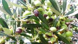 &Pi;&rho;ό&gamma;&rho;&alpha;&mu;&mu;&alpha; &psi;&epsilon;&kappa;&alpha;&sigma;&mu;ώ&nu; &gamma;&iota;&alpha; &tau;&eta;&nu; &kappa;&alpha;&tau;&alpha;&pi;&omicron;&lambda;έ&mu;&eta;&sigma;&eta; &tau;&omicron;&upsilon; &delta;ά&kappa;&omicron;&upsilon; &sigma;&tau;&eta;&nu; &Pi;&Epsilon;. &Rho;&epsilon;&theta;ύ&mu;&nu;&eta;&sigmaf;