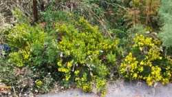 &Alpha;&upsilon;&tau;ό &epsilon;ί&nu;&alpha;&iota; &tau;&omicron; &phi;&upsilon;&sigma;&iota;&kappa;ό &phi;&upsilon;&tau;&iota;&kappa;ό &epsilon;&nu;&tau;&omicron;&mu;&omicron;&kappa;&tau;ό&nu;&omicron; , &phi;&upsilon;&tau;&omicron;&pi;&rho;&omicron;&sigma;&tau;&alpha;&tau;&epsilon;&upsilon;&tau;&iota;&kappa;ό