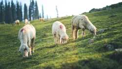 &Kappa;έ&lambda;&lambda;&alpha;&sigmaf; &sigma;&tau;&eta; &Beta;&omicron;&upsilon;&lambda;ή: &Omicron; &Epsilon;&upsilon;&rho;&omega;&pi;&alpha;ί&omicron;&sigmaf; &Epsilon;&pi;ί&tau;&rho;&omicron;&pi;&omicron;&sigmaf; &epsilon;ί&nu;&alpha;&iota; &sigma;&alpha;&phi;ή&sigmaf; ό&tau;&iota; &upsilon;&pi;ά&rho;&chi;&omicron;&upsilon;&nu; &rho;&eta;&tau;&omicron;ί &pi;&epsilon;&rho;&iota;&omicron;&rho;&iota;&sigma;&mu;&omicron;ί &sigma;&tau;&eta;&nu; &alpha;&gamma;&omicron;&rho;ά &gamma;&alpha;&lambda;&alpha;&kappa;&tau;&omicron;&kappa;&omicron;&mu;&iota;&kappa;ώ&nu; &mu;&epsilon;&tau;ά &alpha;&pi;ό &epsilon;&mu;&beta;&omicron;&lambda;&iota;&alpha;&sigma;&mu;ό