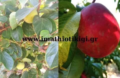 &Tau;&rho;ό&pi;&omicron;&iota; &alpha;&nu;&tau;&iota;&mu;&epsilon;&tau;ώ&pi;&iota;&sigma;&eta;&sigmaf; &tau;&eta;&sigmaf; &mu;ύ&gamma;&alpha;&sigmaf; &Mu;&epsilon;&sigma;&omicron;&gamma;&epsilon;ί&omicron;&upsilon; &pi;&omicron;&upsilon; &pi;&rho;&omicron;&sigma;&beta;ά&lambda;&epsilon;&iota; &tau;&omicron;&upsilon;&sigmaf; &kappa;&alpha;&rho;&pi;&omicron;ύ&sigmaf;