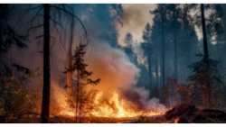 &Upsilon;&psi;&eta;&lambda;ό&sigmaf; &kappa;ί&nu;&delta;&upsilon;&nu;&omicron;&sigmaf; &delta;&alpha;&sigma;&iota;&kappa;ή&sigmaf; &pi;&upsilon;&rho;&kappa;&alpha;&gamma;&iota;ά&sigmaf; &sigma;&epsilon; ό&lambda;&omicron;&upsilon;&sigmaf; &tau;&omicron;&upsilon;&sigmaf; &nu;&omicron;&mu;&omicron;ύ&sigmaf; &tau;&eta;&sigmaf; &Pi;&epsilon;&rho;&iota;&phi;έ&rho;&epsilon;&iota;&alpha;&sigmaf; &Pi;&epsilon;&lambda;&omicron;&pi;&omicron;&nu;&nu;ή&sigma;&omicron;&upsilon; &tau;&eta;&nu; &Tau;&rho;ί&tau;&eta; 20 &Alpha;&upsilon;&gamma;&omicron;ύ&sigma;&tau;&omicron;&upsilon;