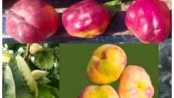 &Pi;&alpha;&rho;&alpha;&mu;&omicron;&rho;&phi;&omega;&tau;&iota;&kappa;ή &alpha;&sigma;&theta;έ&nu;&epsilon;&iota;&alpha; &rho;&omicron;&delta;ά&kappa;&iota;&nu;&omega;&nu;: Έ&omega;&sigmaf; &tau;ώ&rho;&alpha; &delta;&eta;&lambda;ώ&theta;&eta;&kappa;&alpha;&nu; 3.308,40 &sigma;&tau;&rho;έ&mu;&mu;&alpha;&tau;&alpha; - &Epsilon;&nu;&eta;&mu;έ&rho;&omega;&sigma;&eta; &alpha;&pi;ό &tau;&eta;&nu; &Epsilon;&Delta;&Omicron;&Pi; &gamma;&iota;&alpha; &tau;&iota;&sigmaf; &delta;&eta;&lambda;ώ&sigma;&epsilon;&iota;&sigmaf;