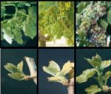 &Gamma;&epsilon;&omega;&rho;&gamma;&iota;&kappa;έ&sigmaf; &pi;&rho;&omicron;&epsilon;&iota;&delta;&omicron;&pi;&omicron;&iota;ή&sigma;&epsilon;&iota;&sigmaf; &gamma;&iota;&alpha; &tau;&omicron; &Alpha;&mu;&pi;έ&lambda;&iota;