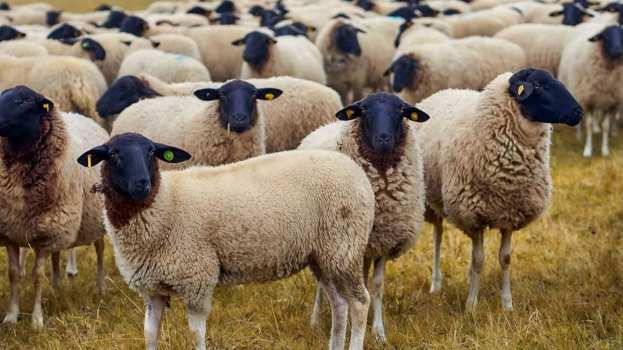 &Delta;&eta;&lambda;ώ&sigma;&epsilon;&iota;&sigmaf; &pi;&rho;&omicron;έ&delta;&rho;&omicron;&upsilon; &tau;&eta;&sigmaf; &Pi;&Omicron;&Gamma;&Epsilon;&Delta;&Upsilon; &sigma;&tau;&alpha; &Mu;&Mu;&Epsilon; &gamma;&iota;&alpha; &tau;&eta; &sigma;&upsilon;&nu;ά&nu;&tau;&eta;&sigma;&eta; &tau;&omicron;&upsilon; &Pi;&rho;&omega;&theta;&upsilon;&pi;&omicron;&upsilon;&rho;&gamma;&omicron;ύ &mu;&epsilon; &tau;&omicron;&upsilon;&sigmaf; &kappa;&tau;&eta;&nu;&omicron;&tau;&rho;ό&phi;&omicron;&upsilon;&sigmaf;