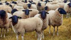 &Delta;&eta;&lambda;ώ&sigma;&epsilon;&iota;&sigmaf; &pi;&rho;&omicron;έ&delta;&rho;&omicron;&upsilon; &tau;&eta;&sigmaf; &Pi;&Omicron;&Gamma;&Epsilon;&Delta;&Upsilon; &sigma;&tau;&alpha; &Mu;&Mu;&Epsilon; &gamma;&iota;&alpha; &tau;&eta; &sigma;&upsilon;&nu;ά&nu;&tau;&eta;&sigma;&eta; &tau;&omicron;&upsilon; &Pi;&rho;&omega;&theta;&upsilon;&pi;&omicron;&upsilon;&rho;&gamma;&omicron;ύ &mu;&epsilon; &tau;&omicron;&upsilon;&sigmaf; &kappa;&tau;&eta;&nu;&omicron;&tau;&rho;ό&phi;&omicron;&upsilon;&sigmaf;