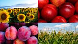 &Epsilon;&Epsilon;: &Pi;&omicron;&iota;&alpha; &eta; &epsilon;&xi;έ&lambda;&iota;&xi;&eta; &tau;&omega;&nu; &tau;&iota;&mu;ώ&nu; &tau;&omega;&nu; &alpha;&gamma;&rho;&omicron;&tau;&iota;&kappa;ώ&nu; &pi;&rho;&omicron;ϊό&nu;&tau;&omega;&nu;