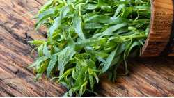 &Epsilon;&sigma;&tau;&rho;&alpha;&gamma;&kappa;ό&nu;: &Pi;&omicron;&iota;&alpha; &tau;&alpha; &omicron;&phi;έ&lambda;&eta; &sigma;&tau;&omicron;&nu; &omicron;&rho;&gamma;&alpha;&nu;&iota;&sigma;&mu;ό &alpha;&pi;ό &tau;&omicron; &beta;ό&tau;&alpha;&nu;&omicron; &mu;&epsilon; &tau;&eta;&nu; &iota;&delta;&iota;&alpha;ί&tau;&epsilon;&rho;&eta; &gamma;&epsilon;ύ&sigma;&eta; &kappa;&alpha;&iota; &tau;&omicron; &xi;&epsilon;&chi;&omega;&rho;&iota;&sigma;&tau;ό ά&rho;&omega;&mu;&alpha;