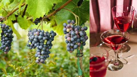 &Kappa;&Epsilon;&Omicron;&Sigma;&Omicron;&Epsilon;: &Omicron;&iota; &kappa;&alpha;&lambda;έ&sigmaf; &epsilon;&iota;&delta;ή&sigma;&epsilon;&iota;&sigmaf; &delta;&iota;&alpha;&delta;έ&chi;&omicron;&nu;&tau;&alpha;&iota; &eta; &mu;ί&alpha; &tau;&eta;&nu; ά&lambda;&lambda;&eta; &gamma;&iota;&alpha; &tau;&iota;&sigmaf; &epsilon;&xi;&alpha;&gamma;&omega;&gamma;έ&sigmaf; &omicron;ί&nu;&omicron;&upsilon;, &epsilon;&pi;&alpha;&nu;&alpha;&lambda;&alpha;&mu;&beta;ά&nu;&omicron;&nu;&tau;&alpha;&iota; ό&mu;&omega;&sigmaf; &omicron;&iota; &laquo;&sigma;&upsilon;&mu;&phi;&omicron;&rho;έ&sigmaf;&raquo; &gamma;&iota;&alpha; &tau;&eta; &gamma;&epsilon;&omega;&rho;&gamma;ί&alpha; &mu;&epsilon; &tau;&eta;&nu; &epsilon;&mu;&pi;&omicron;&rho;&iota;&kappa;ή &sigma;&upsilon;&mu;&phi;&omega;&nu;ί&alpha; &mu;&epsilon; &tau;&eta;&nu; &Alpha;&upsilon;&sigma;&tau;&rho;&alpha;&lambda;ί&alpha;;