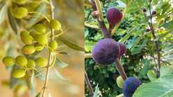 &Nu;έ&epsilon;&sigmaf; &Iota;&tau;&alpha;&lambda;&iota;&kappa;έ&sigmaf; &Pi;&omicron;&iota;&kappa;&iota;&lambda;ί&epsilon;&sigmaf; &Epsilon;&lambda;&iota;ά&sigmaf; &amp; &Sigma;&upsilon;&kappa;&iota;ά&sigmaf; &ndash; &Nu;έ&alpha; Ά&phi;&iota;&xi;&eta; &sigma;&tau;&alpha; &Phi;&upsilon;&tau;ώ&rho;&iota;&alpha; &Delta;&alpha;&nu;&iota;&eta;&lambda;ί&delta;&eta;&sigmaf;! (2025)