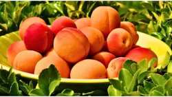 &Tau;&alpha; 7 &omicron;&phi;έ&lambda;&eta; &pi;&omicron;&upsilon; &pi;&alpha;&rho;έ&chi;&omicron;&upsilon;&nu; &sigma;&tau;&eta;&nu; &upsilon;&gamma;&epsilon;ί&alpha; &tau;&alpha; &beta;&epsilon;&rho;ί&kappa;&omicron;&kappa;&alpha;