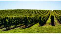 &Gamma;&epsilon;&omega;&rho;&gamma;&iota;&kappa;έ&sigmaf; &pi;&rho;&omicron;&epsilon;&iota;&delta;&omicron;&pi;&omicron;&iota;ή&sigma;&epsilon;&iota;&sigmaf; &gamma;&iota;&alpha; &tau;&omicron; &Alpha;&mu;&pi;έ&lambda;&iota;