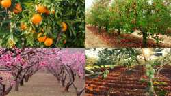 &Sigma;&omega;&sigma;&tau;ή &delta;&iota;&alpha;&chi;&epsilon;ί&rho;&iota;&sigma;&eta; &tau;&omicron;&upsilon; &phi;&omicron;&rho;&tau;ί&omicron;&upsilon; &tau;&omega;&nu; &delta;έ&nu;&delta;&rho;&omega;&nu; &kappa;&alpha;&iota; &sigma;&upsilon;&mu;&beta;&omicron;&lambda;ή &sigma;&tau;&eta;&nu; &epsilon;&lambda;&alpha;&chi;&iota;&sigma;&tau;&omicron;&pi;&omicron;ί&eta;&sigma;&eta; &tau;&eta;&sigmaf; &pi;&alpha;&rho;&epsilon;&nu;&iota;&alpha;&upsilon;&tau;&omicron;&phi;&omicron;&rho;ί&alpha;&sigmaf;