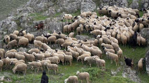 &Epsilon;&upsilon;&lambda;&omicron;&gamma;&iota;ά &alpha;&iota;&gamma;&omicron;&pi;&rho;&omicron;&beta;ά&tau;&omega;&nu;: &Delta;ύ&omicron; &sigma;&upsilon;&lambda;&lambda;ή&psi;&epsilon;&iota;&sigmaf; &sigma;&epsilon; &Tau;έ&mu;&pi;&eta; &kappa;&alpha;&iota; &Sigma;&omicron;&phi;ά&delta;&epsilon;&sigmaf; &gamma;&iota;&alpha; &pi;&alpha;&rho;&alpha;&beta;ί&alpha;&sigma;&eta; &tau;&omega;&nu; &mu;έ&tau;&rho;&omega;&nu;