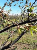 &Iota;&sigma;&chi;&upsilon;&rho;ή &chi;&alpha;&lambda;&alpha;&zeta;ό&pi;&tau;&omega;&sigma;&eta; &sigma;&epsilon; &pi;&epsilon;&rho;&iota;&omicron;&chi;έ&sigmaf; &tau;&eta;&sigmaf; &Chi;&alpha;&lambda;&kappa;&iota;&delta;&iota;&kappa;ή&sigmaf; - &Epsilon;&pi;&lambda;ή&gamma;&eta;&sigma;&alpha;&nu; &kappa;&alpha;&lambda;&lambda;&iota;έ&rho;&gamma;&epsilon;&iota;&epsilon;&sigmaf; &mu;&epsilon; &beta;&epsilon;&rho;ί&kappa;&omicron;&kappa;&alpha; (&Phi;&omega;&tau;&omicron;&gamma;&rho;&alpha;&phi;ί&epsilon;&sigmaf;)