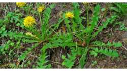 10 &zeta;&iota;&zeta;ά&nu;&iota;&alpha; &pi;&omicron;&upsilon; έ&chi;&omicron;&upsilon;&nu; &epsilon;&upsilon;&epsilon;&rho;&gamma;&eta;&tau;&iota;&kappa;έ&sigmaf; &iota;&delta;&iota;ό&tau;&eta;&tau;&epsilon;&sigmaf; - &Mu;&eta; &tau;&alpha; &kappa;&alpha;&tau;&alpha;&pi;&omicron;&lambda;&epsilon;&mu;ά&tau;&epsilon;