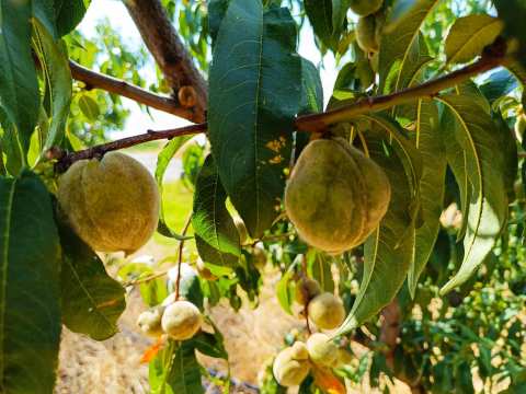&Tau;&eta; &lambda;ή&psi;&eta; ά&mu;&epsilon;&sigma;&omega;&nu; &mu;έ&tau;&rho;&omega;&nu; &gamma;&iota;&alpha; &tau;&eta;&nu; &alpha;&nu;&tau;&iota;&mu;&epsilon;&tau;ώ&pi;&iota;&sigma;&eta; &tau;&eta;&sigmaf; &nu;έ&alpha;&sigmaf; &alpha;&sigma;&theta;έ&nu;&epsilon;&iota;&alpha;&sigmaf; &tau;&omega;&nu; &pi;&upsilon;&rho;&eta;&nu;&omicron;&kappa;ά&rho;&pi;&omega;&nu; &zeta;&eta;&tau;ά &mu;&epsilon; &epsilon;&rho;ώ&tau;&eta;&sigma;&eta; &tau;&eta;&sigmaf; &sigma;&tau;&omicron;&nu; &Upsilon;&pi;&Alpha;&Alpha;&Tau; &eta; &Tau;&zeta;ά&kappa;&rho;&eta;