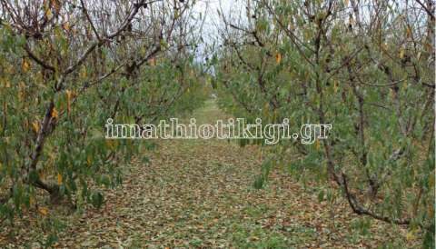 &Epsilon;&kappa;&kappa;&alpha;&theta;ά&rho;&iota;&sigma;&eta; &alpha;&gamma;&rho;&omicron;&tau;&iota;&kappa;ώ&nu; &alpha;&sigma;&phi;&alpha;&lambda;&iota;&sigma;&tau;&iota;&kappa;ώ&nu; &epsilon;&iota;&sigma;&phi;&omicron;&rho;ώ&nu; 2021 - &Tau;&iota; &iota;&sigma;&chi;ύ&epsilon;&iota;