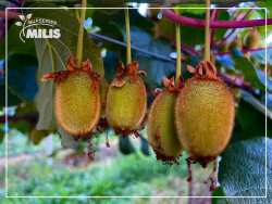 Milis plant nurseries - &Phi;&upsilon;&tau;ώ&rho;&iota;&alpha; &Mu;ί&lambda;&eta;&sigmaf;: &Delta;&iota;&alpha;&sigma;&phi;&alpha;&lambda;ί&zeta;&omicron;&upsilon;&mu;&epsilon; &tau;&eta;&nu; &pi;&omicron;&iota;ό&tau;&eta;&tau;&alpha; &pi;&rho;&omicron;&sigma;&phi;έ&rho;&omicron;&nu;&tau;&alpha;&sigmaf; &pi;&iota;&sigma;&tau;&omicron;&pi;&omicron;&iota;&eta;&mu;έ&nu;&alpha; &phi;&upsilon;&tau;ά &alpha;&kappa;&tau;&iota;&nu;&iota;&delta;ί&alpha;&sigmaf;