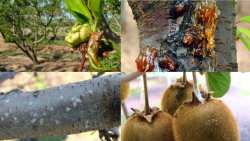 &Gamma;&epsilon;&omega;&rho;&gamma;&iota;&kappa;έ&sigmaf; &pi;&rho;&omicron;&epsilon;&iota;&delta;&omicron;&pi;&omicron;&iota;ή&sigma;&epsilon;&iota;&sigmaf; &gamma;&iota;&alpha; &tau;&alpha; &Pi;&upsilon;&rho;&eta;&nu;ό&kappa;&alpha;&rho;&pi;&alpha;