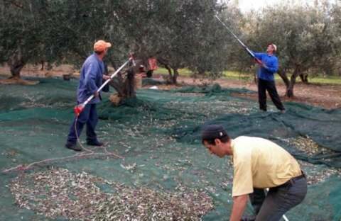 &Epsilon;&lambda;&alpha;&iota;&omicron;&pi;&alpha;&rho;&alpha;&gamma;&omega;&gamma;&omicron;ί: &Alpha;&nu;&alpha;&kappa;&omicron;ί&nu;&omega;&sigma;&eta; &pi;έ&nu;&tau;&epsilon; &alpha;&gamma;&rho;&omicron;&tau;&iota;&kappa;ώ&nu; &sigma;&upsilon;&nu;&epsilon;&tau;&alpha;&iota;&rho;&iota;&sigma;&mu;ώ&nu;