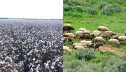 &Alpha;&gamma;&rho;&omicron;&kappa;&tau;&eta;&nu;&omicron;&tau;&rho;&omicron;&phi;&iota;&kappa;ό&sigmaf; &kappa;&lambda;ά&delta;&omicron;&sigmaf;: &Mu;έ&tau;&rho;&alpha; &sigma;&upsilon;&gamma;&kappa;&rho;ά&tau;&eta;&sigma;&eta;&sigmaf; &tau;&omicron;&upsilon; &kappa;ό&sigma;&tau;&omicron;&upsilon;&sigmaf; &pi;&alpha;&rho;&alpha;&gamma;&omega;&gamma;ή&sigmaf; &alpha;&pi;ό &tau;&omicron; Y&pi;. &Alpha;&gamma;&rho;&omicron;&tau;&iota;&kappa;ή&sigmaf; &Alpha;&nu;ά&pi;&tau;&upsilon;&xi;&eta;&sigmaf; &kappa;&alpha;&iota; &Tau;&rho;&omicron;&phi;ί&mu;&omega;&nu;