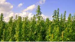 &Epsilon;&kappa;&rho;&iota;&zeta;ώ&theta;&eta;&kappa;&alpha;&nu; 744 &delta;&epsilon;&nu;&delta;&rho;ύ&lambda;&lambda;&iota;&alpha; &kappa;ά&nu;&nu;&alpha;&beta;&eta;&sigmaf;, ύ&sigma;&tau;&epsilon;&rho;&alpha; &alpha;&pi;ό &mu;&epsilon;&gamma;ά&lambda;&eta; &epsilon;&pi;&iota;&chi;&epsilon;ί&rho;&eta;&sigma;&eta; &tau;&eta;&sigmaf; &Alpha;&sigma;&tau;&upsilon;&nu;&omicron;&mu;ί&alpha;&sigmaf; &sigma;&tau;&omicron; &Eta;&rho;ά&kappa;&lambda;&epsilon;&iota;&omicron;