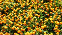 &Gamma;&epsilon;&omega;&rho;&gamma;&iota;&kappa;έ&sigmaf; &pi;&rho;&omicron;&epsilon;&iota;&delta;&omicron;&pi;&omicron;&iota;ή&sigma;&epsilon;&iota;&sigmaf; &gamma;&iota;&alpha; &tau;&alpha; &epsilon;&sigma;&pi;&epsilon;&rho;&iota;&delta;&omicron;&epsilon;&iota;&delta;ή