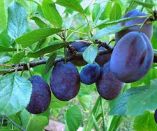 &Omicron;&delta;&eta;&gamma;ί&alpha; &psi;&epsilon;&kappa;&alpha;&sigma;&mu;&omicron;ύ &gamma;&iota;&alpha; &tau;&eta; &mu;&eta;&lambda;&iota;ά &kappa;&alpha;&iota; &tau;&eta;&nu; &delta;&alpha;&mu;&alpha;&sigma;&kappa;&eta;&nu;&iota;ά