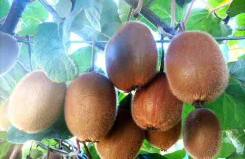 &Epsilon;&lambda;&lambda;&eta;&nu;&iota;&kappa;ό&sigmaf; &alpha;&nu;&tau;&alpha;&gamma;&omega;&nu;&iota;&sigma;&mu;ό&sigmaf;, &mu;&iota;&kappa;&rho;&omicron;&kappa;&alpha;&rho;&pi;ί&alpha;, &kappa;ό&sigma;&tau;&omicron;&sigmaf; &pi;&alpha;&rho;&alpha;&gamma;&omega;&gamma;ή&sigmaf;, &tau;&alpha; &pi;&rho;&omicron;&beta;&lambda;ή&mu;&alpha;&tau;&alpha; &pi;&omicron;&upsilon; &kappa;&alpha;&lambda;&epsilon;ί&tau;&alpha;&iota; &nu;&alpha; &alpha;&nu;&tau;&iota;&mu;&epsilon;&tau;&omega;&pi;ί&sigma;&epsilon;&iota; &tau;&omicron; &iota;&tau;&alpha;&lambda;&iota;&kappa;ό &alpha;&kappa;&tau;&iota;&nu;ί&delta;&iota;&omicron;