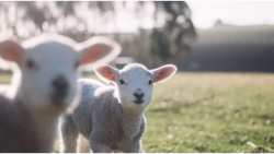 &Mu;έ&tau;&rho;&alpha; &gamma;&iota;&alpha; &kappa;&rho;&omicron;ύ&sigma;&mu;&alpha;&tau;&alpha; &mu;&epsilon;&lambda;&iota;&tau;&alpha;ί&omicron;&upsilon; &pi;&upsilon;&rho;&epsilon;&tau;&omicron;ύ &sigma;&tau;&eta;&nu; &Eta;&lambda;&epsilon;ί&alpha;