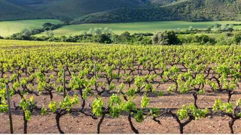 &Kappa;&Epsilon;&Omicron;&Sigma;&Omicron;&Epsilon;: &Sigma;&eta;&mu;&alpha;&nu;&tau;&iota;&kappa;ή &alpha;ύ&xi;&eta;&sigma;&eta; &tau;&omega;&nu; &alpha;&pi;&omicron;&sigma;&tau;&omicron;&lambda;ώ&nu; &kappa;&alpha;&iota; &epsilon;&xi;&alpha;&gamma;&omega;&gamma;ώ&nu; &epsilon;&lambda;&lambda;&eta;&nu;&iota;&kappa;ώ&nu; &omicron;ί&nu;&omega;&nu;, &iota;&delta;&iota;&alpha;ί&tau;&epsilon;&rho;&alpha; &sigma;&epsilon; &Epsilon;&upsilon;&rho;&omega;&pi;&alpha;ϊ&kappa;ή Έ&nu;&omega;&sigma;&eta;