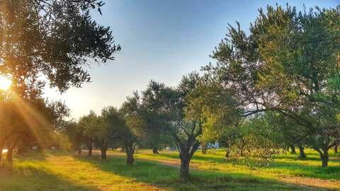 &Pi;&rho;ό&tau;&alpha;&sigma;&eta; &gamma;&iota;&alpha; &tau;&eta;&nu; &alpha;&nu;&alpha;&kappa;ή&rho;&upsilon;&xi;&eta; &tau;&omicron;&upsilon; 2024 &sigma;&epsilon; &Omicron;&lambda;&upsilon;&mu;&pi;&iota;&alpha;&kappa;ό Έ&tau;&omicron;&sigmaf; &Epsilon;&lambda;&alpha;&iota;&omicron;&lambda;ά&delta;&omicron;&upsilon;