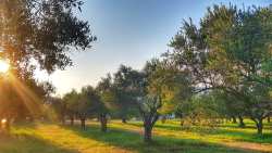 &Pi;&rho;ό&tau;&alpha;&sigma;&eta; &gamma;&iota;&alpha; &tau;&eta;&nu; &alpha;&nu;&alpha;&kappa;ή&rho;&upsilon;&xi;&eta; &tau;&omicron;&upsilon; 2024 &sigma;&epsilon; &Omicron;&lambda;&upsilon;&mu;&pi;&iota;&alpha;&kappa;ό Έ&tau;&omicron;&sigmaf; &Epsilon;&lambda;&alpha;&iota;&omicron;&lambda;ά&delta;&omicron;&upsilon;