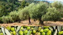 &Tau;&alpha; &pi;&rho;&omicron;&beta;&lambda;ή&mu;&alpha;&tau;&alpha; &pi;&omicron;&upsilon; "&kappa;&alpha;ί&nu;&epsilon;" &tau;&omicron;&upsilon;&sigmaf; &epsilon;&lambda;&alpha;&iota;&omicron;&pi;&alpha;&rho;&alpha;&gamma;&omega;&gamma;&omicron;ύ&sigmaf; &sigma;&tau;&eta; &Chi;&alpha;&lambda;&kappa;&iota;&delta;&iota;&kappa;ή &kappa;&alpha;&iota; &omicron;&iota; &tau;&iota;&mu;έ&sigmaf; &pi;&omicron;&upsilon; &zeta;&eta;&tau;&omicron;ύ&nu;