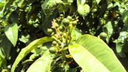 &Gamma;&epsilon;&omega;&rho;&gamma;&iota;&kappa;έ&sigmaf; &pi;&rho;&omicron;&epsilon;&iota;&delta;&omicron;&pi;&omicron;&iota;ή&sigma;&epsilon;&iota;&sigmaf; &gamma;&iota;&alpha; &tau;&alpha; &Epsilon;&sigma;&pi;&epsilon;&rho;&iota;&delta;&omicron;&epsilon;&iota;&delta;ή