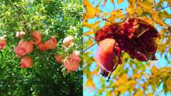 &Rho;&omicron;&delta;&iota;ά: &Pi;&omicron;&upsilon; &omicron;&phi;&epsilon;ί&lambda;&epsilon;&tau;&alpha;&iota; &tau;&omicron; &sigma;&chi;ί&sigma;&iota;&mu;&omicron; &tau;&omega;&nu; &kappa;&alpha;&rho;&pi;ώ&nu; &kappa;&alpha;&iota; &pi;ώ&sigmaf; &nu;&alpha; &tau;&omicron; &alpha;&nu;&tau;&iota;&mu;&epsilon;&tau;&omega;&pi;ί&sigma;&epsilon;&tau;&epsilon;