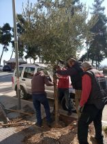 &Phi;&upsilon;&tau;&epsilon;ύ&sigma;&epsilon;&iota;&sigmaf; &delta;έ&nu;&tau;&rho;&omega;&nu; &sigma;&epsilon; &kappa;&epsilon;&nu;&tau;&rho;&iota;&kappa;ά &sigma;&eta;&mu;&epsilon;ί&alpha; &tau;&eta;&sigmaf; &Beta;έ&rho;&omicron;&iota;&alpha;&sigmaf;