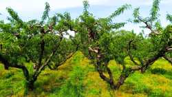 &Pi;&omega;&lambda;&epsilon;ί&tau;&alpha;&iota; &chi;&omega;&rho;ά&phi;&iota; &mu;&epsilon; &rho;&omicron;&delta;&alpha;&kappa;&iota;&nu;&iota;έ&sigmaf;