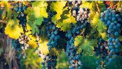 &Gamma;&epsilon;&omega;&rho;&gamma;&iota;&kappa;έ&sigmaf; &pi;&rho;&omicron;&epsilon;&iota;&delta;&omicron;&pi;&omicron;&iota;ή&sigma;&epsilon;&iota;&sigmaf; &gamma;&iota;&alpha; &tau;&omicron; &Alpha;&mu;&pi;έ&lambda;&iota;