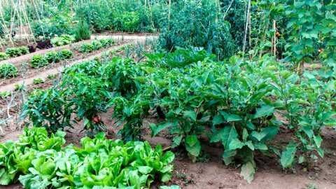 &Kappa;&alpha;&lambda;&lambda;&iota;&epsilon;&rho;&gamma;&epsilon;ί&sigmaf; &kappa;&eta;&pi;&epsilon;&upsilon;&tau;&iota;&kappa;ά? &Tau;ό&tau;&epsilon; &delta;&epsilon;&sigmaf; &tau;&omicron; &Beta;ί&nu;&tau;&epsilon;&omicron; &mu;&epsilon; &tau;&eta;&nu; &gamma;&epsilon;&omega;&pi;ό&nu;&omicron; &mu;&alpha;&sigmaf;!