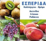 &Epsilon;&sigma;&pi;&epsilon;&rho;ί&delta;&alpha; &sigma;&tau;&eta;&nu; &Kappa;&rho;ύ&alpha; &Beta;&rho;ύ&sigma;&eta; &Pi;έ&lambda;&lambda;&alpha;&sigmaf; &mu;&epsilon; &theta;έ&mu;&alpha; "&Kappa;&alpha;&lambda;&lambda;&iota;έ&rho;&gamma;&epsilon;&iota;&alpha; &kappa;&alpha;&iota; &theta;&rho;έ&psi;&eta; &alpha;&kappa;&tau;&iota;&nu;&iota;&delta;&iota;ά&sigmaf;, &rho;&omicron;&delta;ά&kappa;&iota;&nu;&omicron;&upsilon; &kappa;&alpha;&iota; &sigma;&tau;&alpha;&phi;&upsilon;&lambda;&iota;&omicron;ύ Crimson"