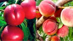 &Tau;&alpha; &omicron;&phi;έ&lambda;&eta; &kappa;&alpha;&iota; &pi;&lambda;&epsilon;&omicron;&nu;&epsilon;&kappa;&tau;ή&mu;&alpha;&tau;&alpha; &tau;&omicron;&upsilon; &nu;&iota;&tau;&rho;&iota;&kappa;&omicron;ύ &sigma;&tau;&eta;&nu; &delta;&epsilon;&nu;&delta;&rho;&omicron;&kappa;&alpha;&lambda;&lambda;&iota;έ&rho;&gamma;&epsilon;&iota;&alpha;