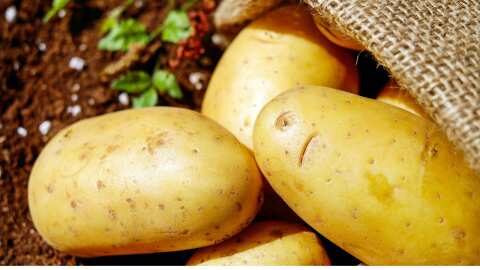 14&eta; &Gamma;&iota;&omicron;&rho;&tau;ή &Pi;&alpha;&tau;ά&tau;&alpha;&sigmaf; &Nu;ά&xi;&omicron;&upsilon;: &Sigma;&tau;&omicron; &epsilon;&pi;ί&kappa;&epsilon;&nu;&tau;&rho;&omicron; &kappa;&lambda;&iota;&mu;&alpha;&tau;&iota;&kappa;ή &alpha;&lambda;&lambda;&alpha;&gamma;ή &kappa;&alpha;&iota; &gamma;&alpha;&sigma;&tau;&rho;&omicron;&nu;&omicron;&mu;ί&alpha;