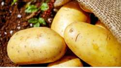 14&eta; &Gamma;&iota;&omicron;&rho;&tau;ή &Pi;&alpha;&tau;ά&tau;&alpha;&sigmaf; &Nu;ά&xi;&omicron;&upsilon;: &Sigma;&tau;&omicron; &epsilon;&pi;ί&kappa;&epsilon;&nu;&tau;&rho;&omicron; &kappa;&lambda;&iota;&mu;&alpha;&tau;&iota;&kappa;ή &alpha;&lambda;&lambda;&alpha;&gamma;ή &kappa;&alpha;&iota; &gamma;&alpha;&sigma;&tau;&rho;&omicron;&nu;&omicron;&mu;ί&alpha;