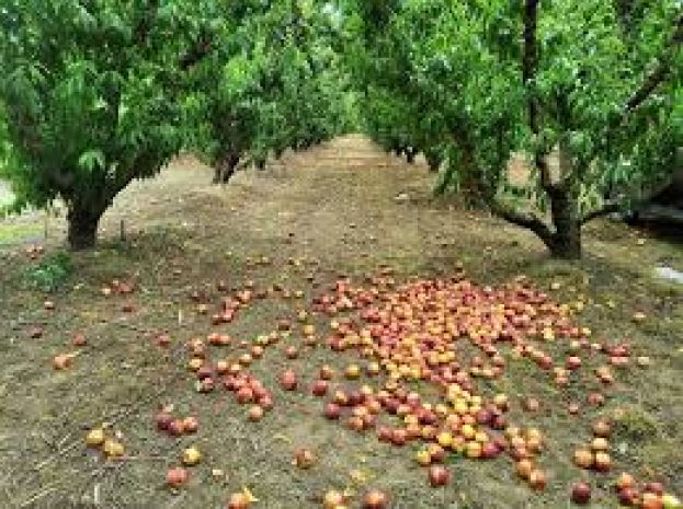&Omicron;&iota; &pi;&alpha;&gamma;&epsilon;&tau;&omicron;ί &kappa;&alpha;&iota; &tau;&omicron; &pi;&rho;ό&beta;&lambda;&eta;&mu;&alpha; &mu;&epsilon; &tau;&iota;&sigmaf; &alpha;&pi;&omicron;&zeta;&eta;&mu;&iota;ώ&sigma;&epsilon;&iota;&sigmaf; &sigma;&epsilon; &upsilon;&pi;&epsilon;&rho;&pi;&rho;ώ&iota;&mu;&alpha; &rho;&omicron;&delta;ά&kappa;&iota;&nu;&alpha; &kappa;&alpha;&iota; &nu;&epsilon;&kappa;&tau;&alpha;&rho;ί&nu;&iota;&alpha; &sigma;&tau;&eta; &sigma;&upsilon;&nu;ά&nu;&tau;&eta;&sigma;&eta; &Chi;&alpha;&rho;&alpha;&kappa;ό&pi;&omicron;&upsilon;&lambda;&omicron;&upsilon; &mu;&epsilon; &pi;&rho;ό&epsilon;&delta;&rho;&omicron; &Epsilon;&Lambda;&Gamma;&Alpha;
